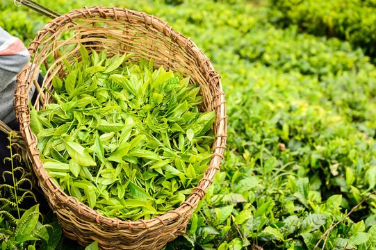 Freshly Picked Kenyan Tea Leaves